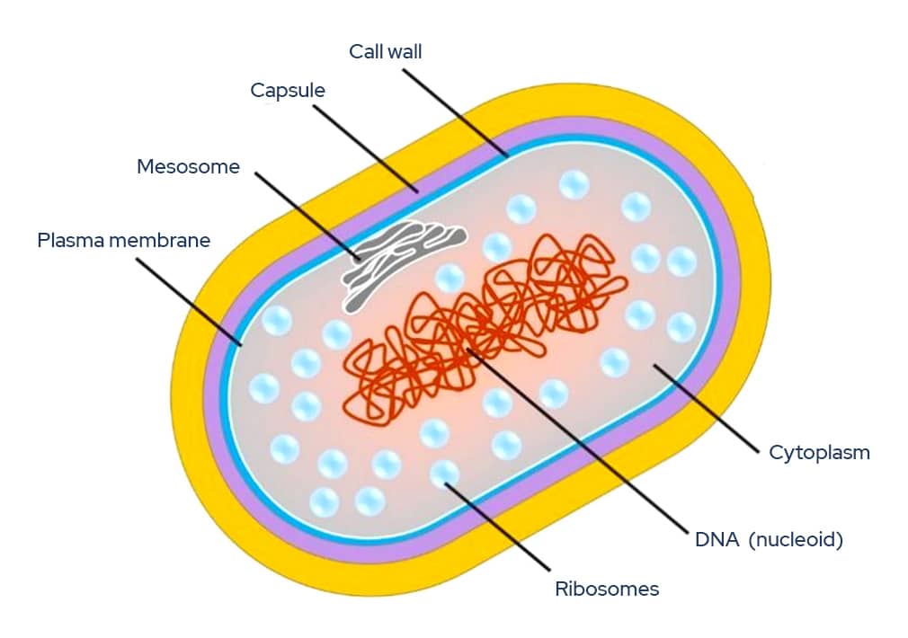 Disease Type M.Tuberculosis