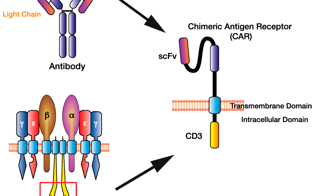 Case Study: Developing a High-Quality 3xG4S Antibody for CAR-T